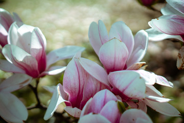 Close-up of pink magnolia tree flowers