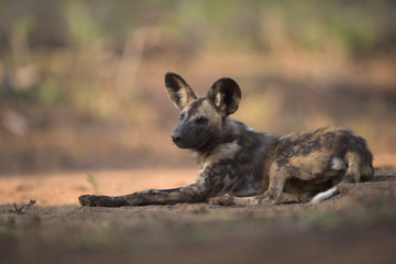 African Wild Dog resting in a River bed