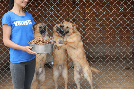 Woman Holding Bowl Of Food Near Cage With Homeless Dogs In Animal Shelter. Volunteering Concept