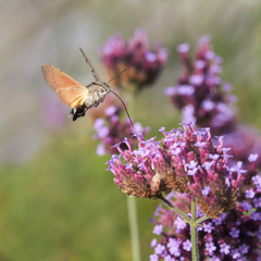 Hummingbird hawk moth on verbena flower