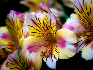 Alstromeria Flowers Blooming
