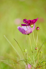 緑のじゅうたんに揺れる秋桜