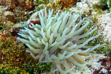 Naklejka na ściany i meble sea anemone in the caribbean