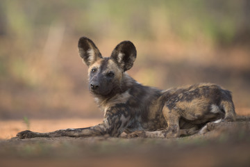 Resting African Wild Dog