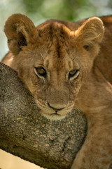 Close-up of lion cub resting on branch