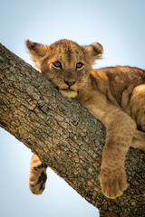 Close-up of lion cub relaxing in tree