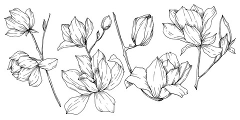 Vector Magnolia floral botanical flowers. Black and white engraved ink art. Isolated magnolia illustration element. © yanushkov