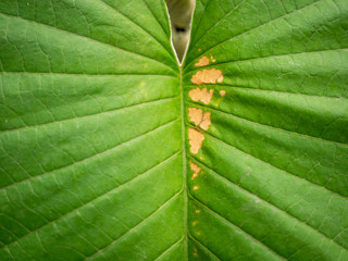 Brown Marks on The Elephant Climber Leaf