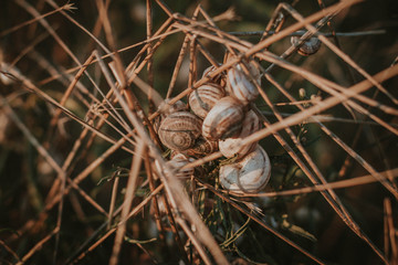 A flock of snails in the dry grass