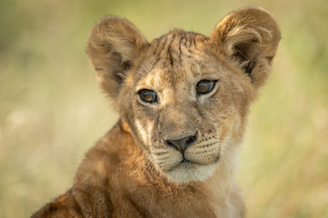 Close-up of lion cub sitting looking back