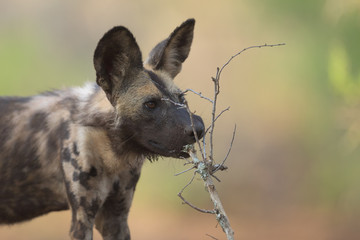 African Wild Dog Playing with a Stick