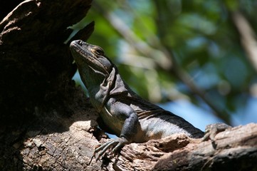 varan