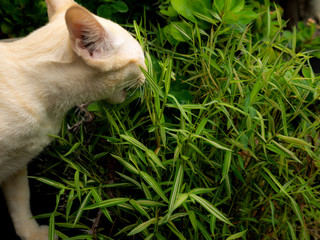 Naughty Yellow Kitten Eating a Bamboo Herb