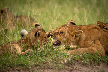 Close-up of lion cub slapping older one