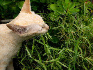 Obraz premium Naughty Yellow Kitten Eating a Bamboo Herb