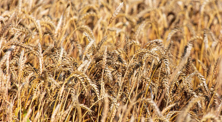 Ripe ears of wheat grow on the nature
