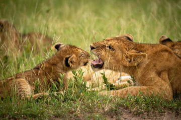 Close-up of lion cub snarling in grass