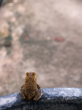 Toad on The Edge of The Tub