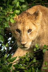 Close-up of lion cub standing in tree