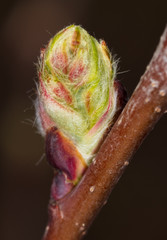 A bud on a tree in a park in spring