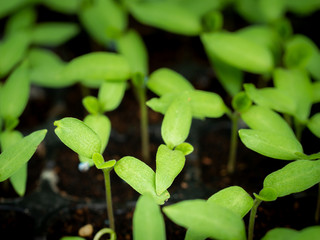 Small Thai Eggplants Born from Seeds on  Plastic Bag