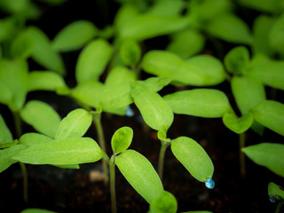 Small Thai Eggplants Born from Seeds on  Plastic Bag