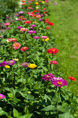 Colorful flower border with Zinnia elegans on the edge of green lawn..July, Russia.