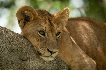Close-up of lion cub up in tree