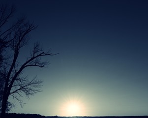Sun setting with silhouette of tree in black and white