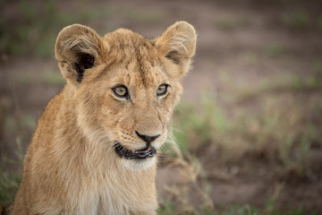 Obraz na płótnie Canvas Close-up of lion cub with open mouth