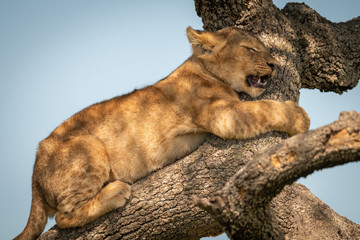 Naklejka premium Close-up of lion cub yawning on branch