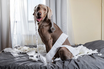 Funny pointer dog playing with toilet paper - obrazy, fototapety, plakaty