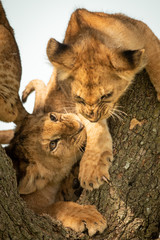 Close-up of lion cubs growling in tree
