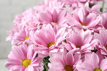 Beautiful pink chamomile flowers on light background, closeup