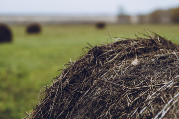 Haystack rolls on agriculture field landscape dark day before the rain. Selective focus.