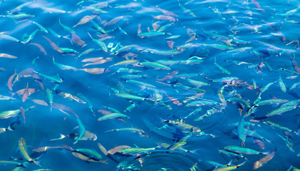Fish in the blue water of the sea as a background