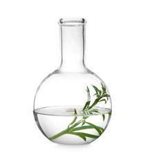 Round bottomed flask with plant on white background