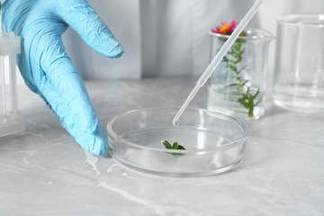 Scientist dripping liquid on plant in Petri dish at table, closeup