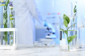 Test tubes and other laboratory glassware with different plants on table indoors
