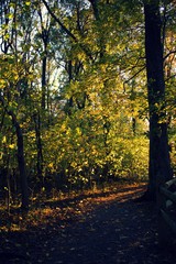 Fall or Autumn trees in Mason Neck State Park, during golden hour