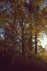 Fall or Autumn trees in Mason Neck State Park, during golden hour