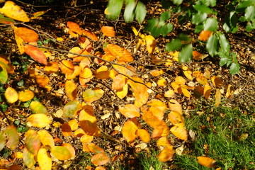 gelbe Blätter,herbst, blatt, fall, natur, gelb, baum, wald, jahreszeit, ahorn, gras, green, farbe, orange, rot, braun, bunt, park, pflanze, laub, beschaffenheit,