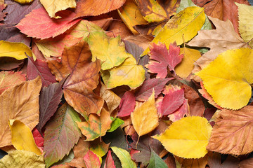 Colorful autumn leaves as background, top view