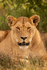 Close-up of lioness facing camera in grass