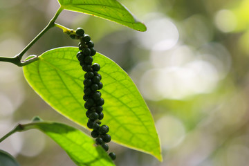 Fresh pepper on tree with daylight raw food and ingredient in Asian culture