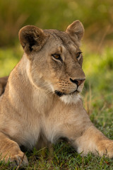 Fototapeta na wymiar Close-up of lioness in grass looking right