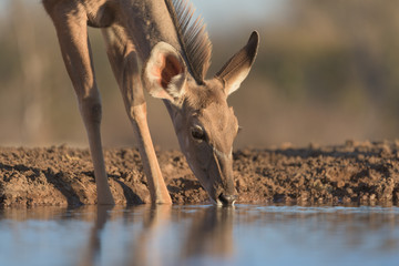 Drinking Kudu