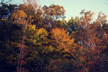 Fall or Autumn trees in Mason Neck State Park, during golden hour