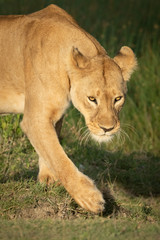 Fototapeta na wymiar Close-up of lioness lifting paw while walking