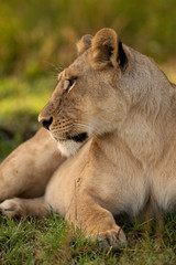 Close-up of lioness lookng left in grass